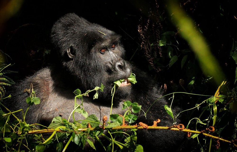 Bwindi Lodge