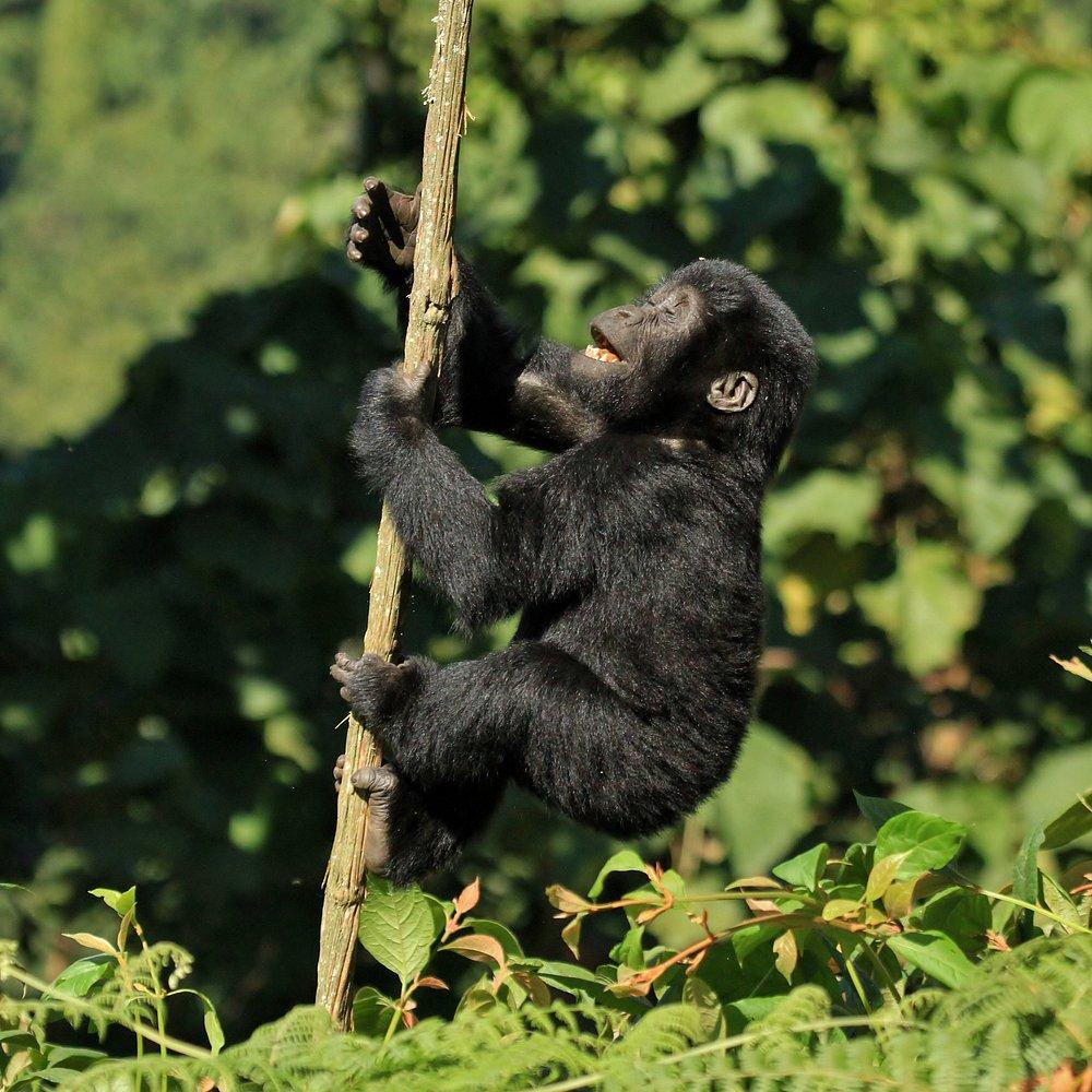Bwindi Lodge