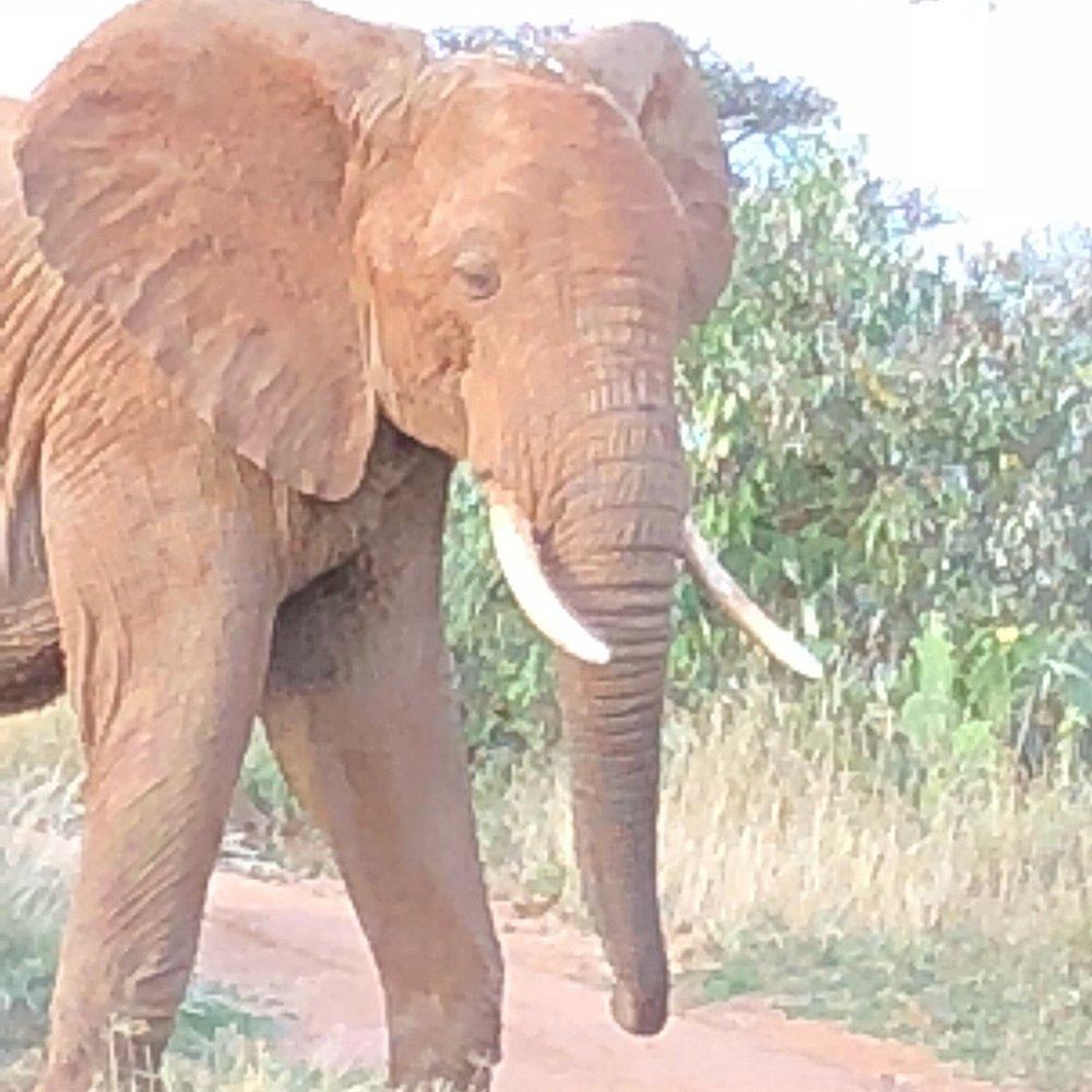 Loisaba Tented Camp