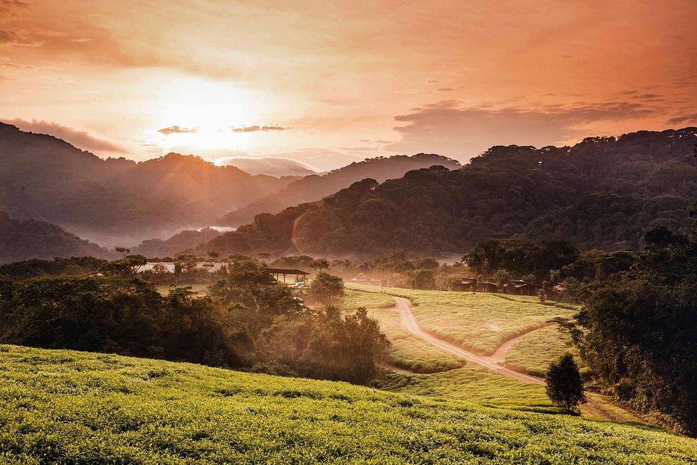 One&Only Nyungwe House