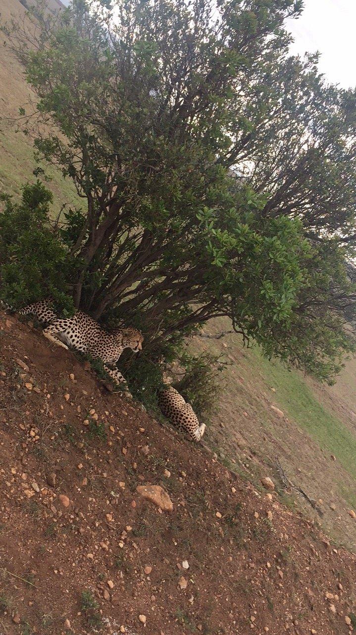 Jambo Mara Safari Lodge