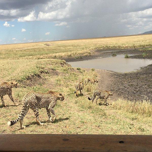 Olengoti Eco Safari Camp