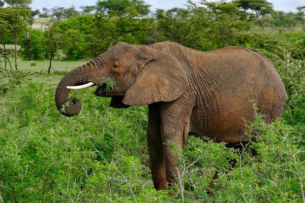 Encounter Mara