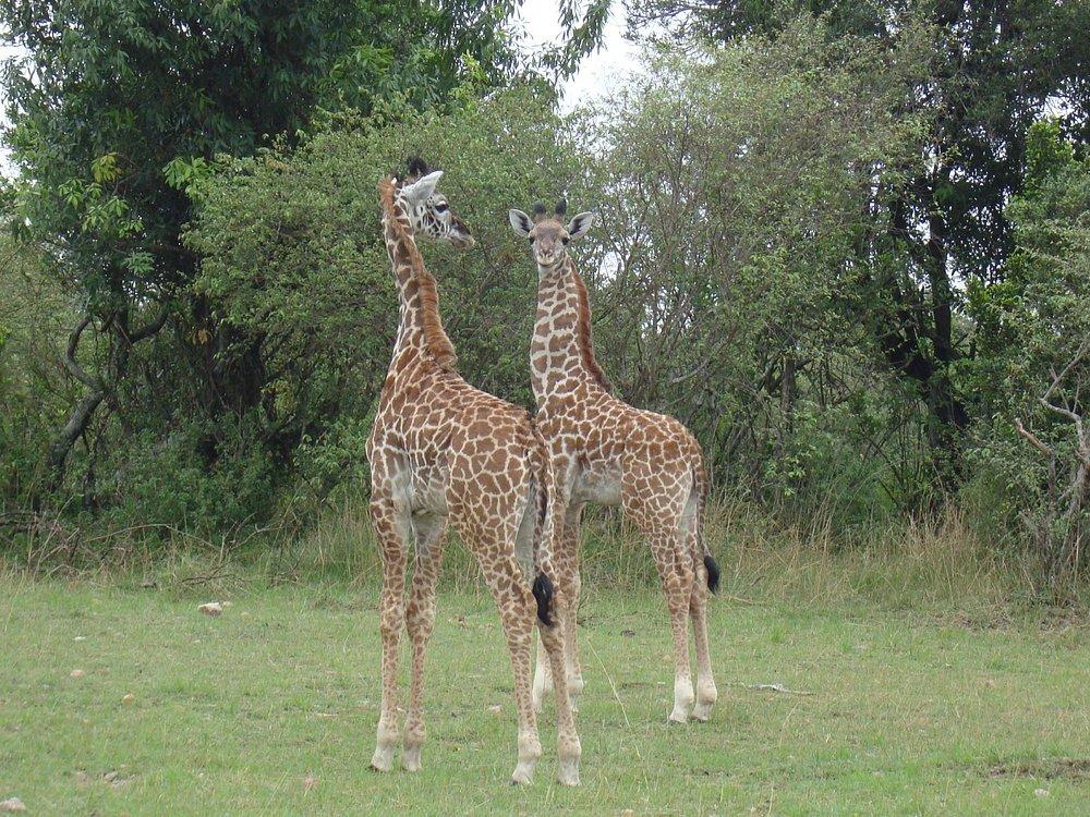 Lake Naivasha Simba Lodge