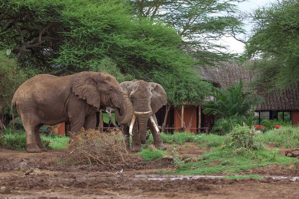 Tawi Lodge