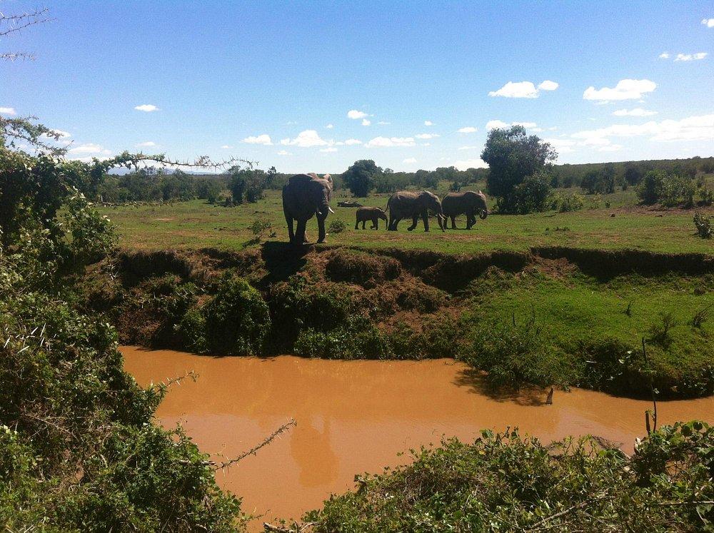 Ol Pejeta Bush Camp