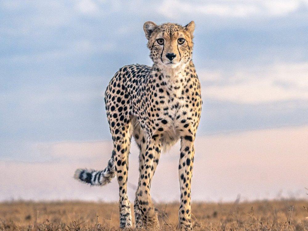 Ol Pejeta Bush Camp