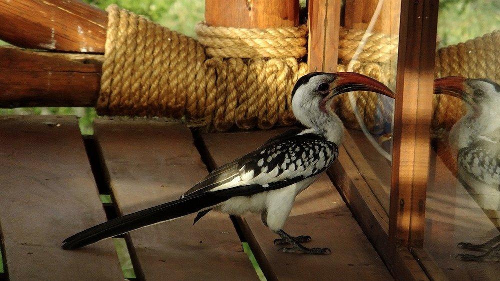Tarangire Simba Lodge