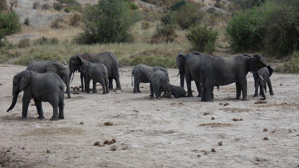 Elephant Rock Camp