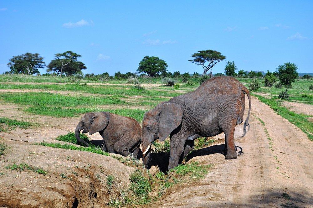 Elephant Rock Camp