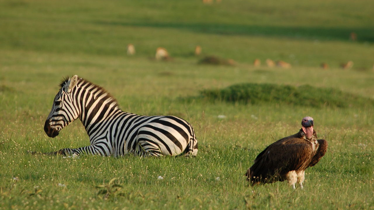 Mara Intrepids Camp