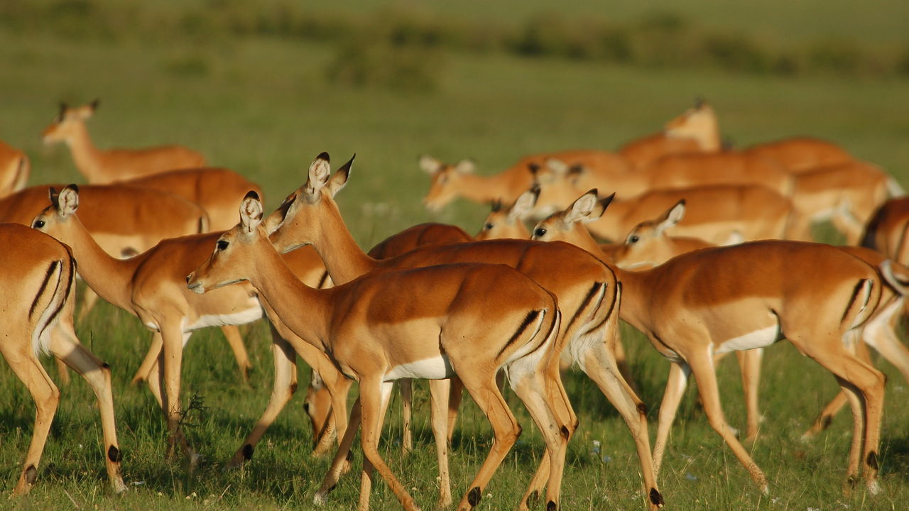 Mara Intrepids Camp
