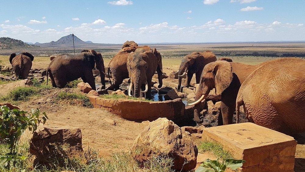 Voi Safari Lodge