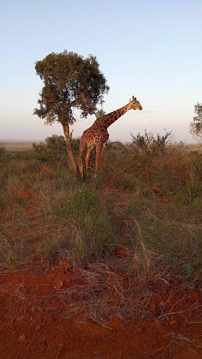 Voi Safari Lodge