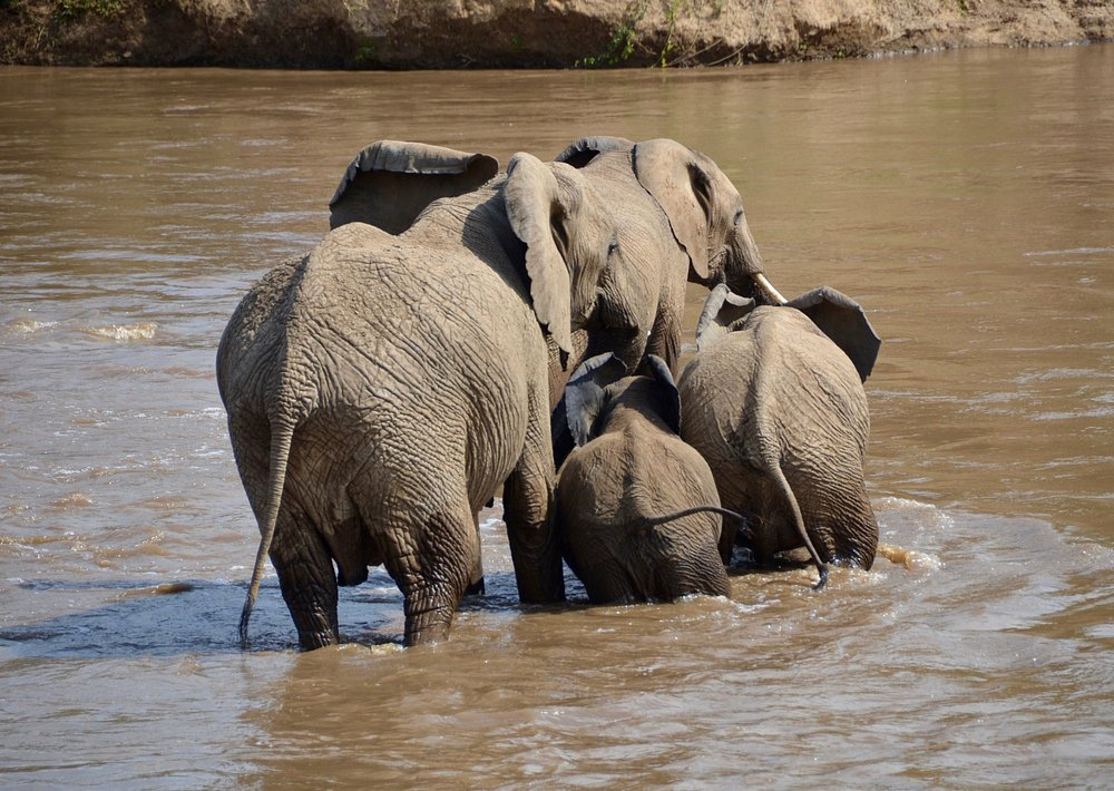 Mara Crossings Camp
