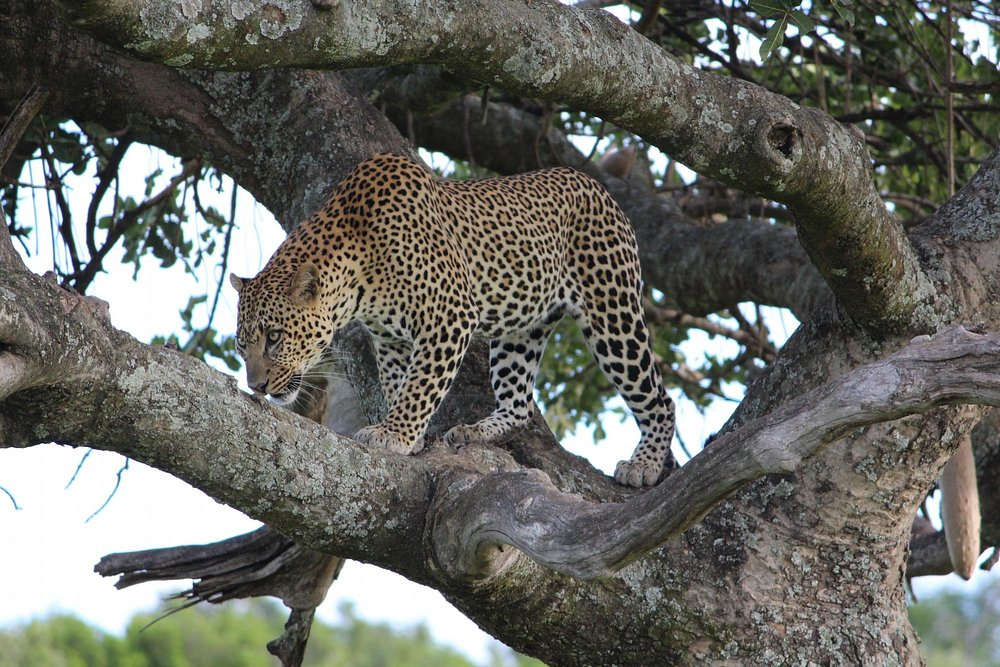 Mara Leisure Camp