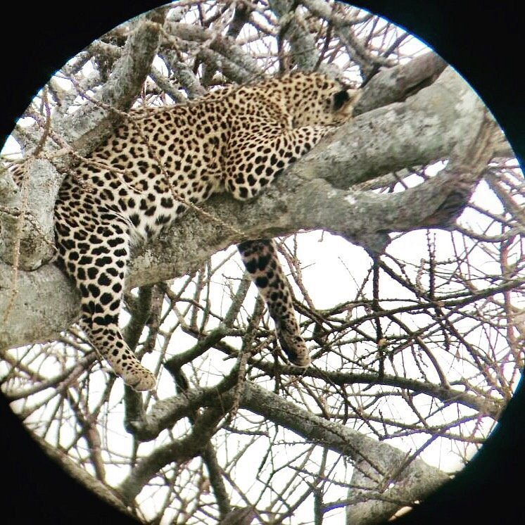Mara Leisure Camp